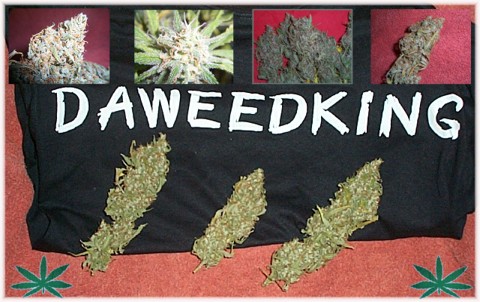 Collage of Budds