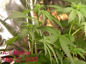 A-1 mother just put back on 24 hour lighting after sexing.  This is a close up of bud development from 1 week of sexing.