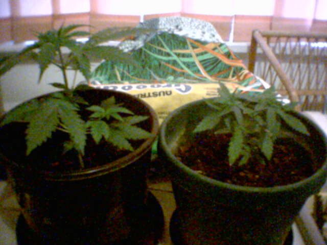 tha jogged plant is about 33 days at this pic.