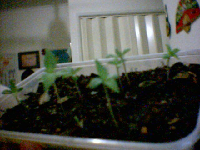I was amased at how fast these lil' babies grew. I put it out in tha morning sun, go to study and when I come back their already got their second set starting to grow on tha top. 