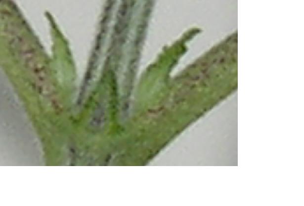 sorry about the clarity but do you think it might be a girl?