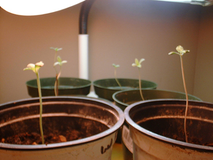 One sprout, one container.