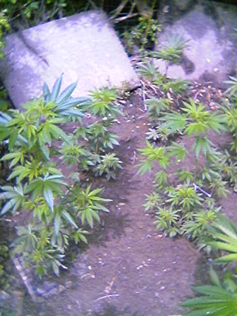 Here is a shot of 4 junts.  You'll have to excuse the poor quality photos taken on my cell phone.  They lack a little in the resolution department but give you a pretty good perspective of what's crackin! 