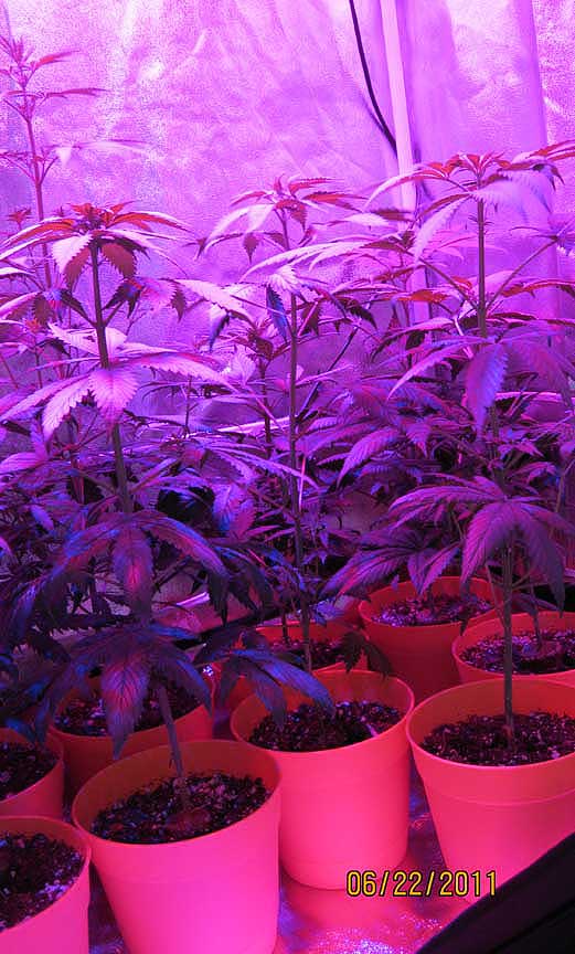 I had to raise the LEDs this morning, as my tall girl was within an inch. I think she grew an inch over night! They're now in the highest position I have without rigging something.