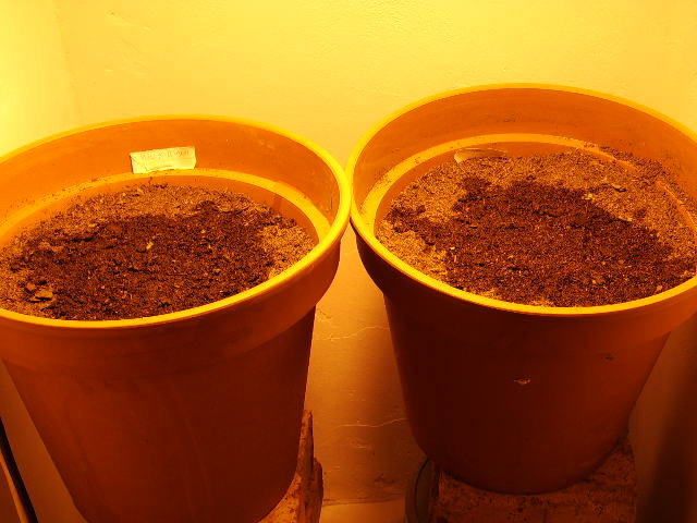 here you can see the seedlings who are going to provide months of entertainment and excitement.