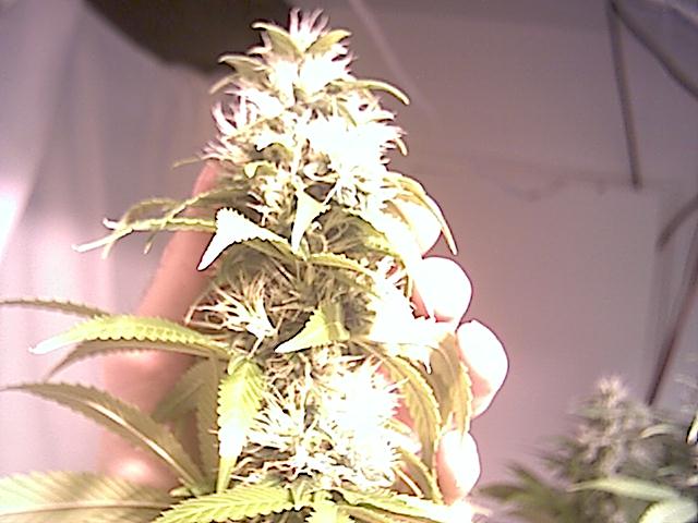 Here is a nice clear bud shot at approx. 7 weeks I just started to flush tonight