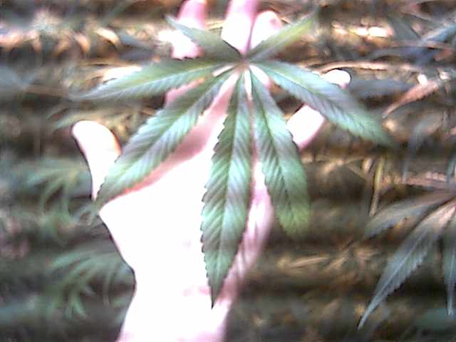 one large fan leaf from a strain i have come to call alpine.