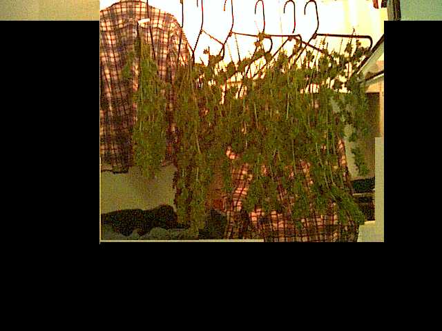 heres basicaly how i hang the buds to dry however i cant get a shot of them all hanging at once because some dry faster than others due to the amount of time it takes me to trim this  shit up.