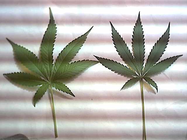 indica and a sativa. For what ever kind of feeling you desire.