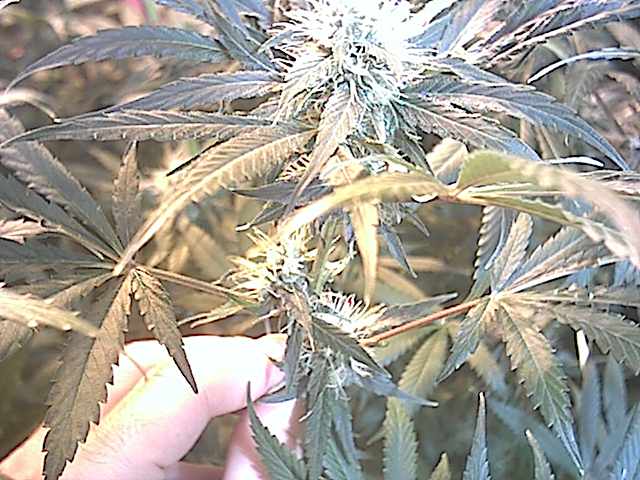 this bud is already starting to frost up but my camera doesnt capture it very well.