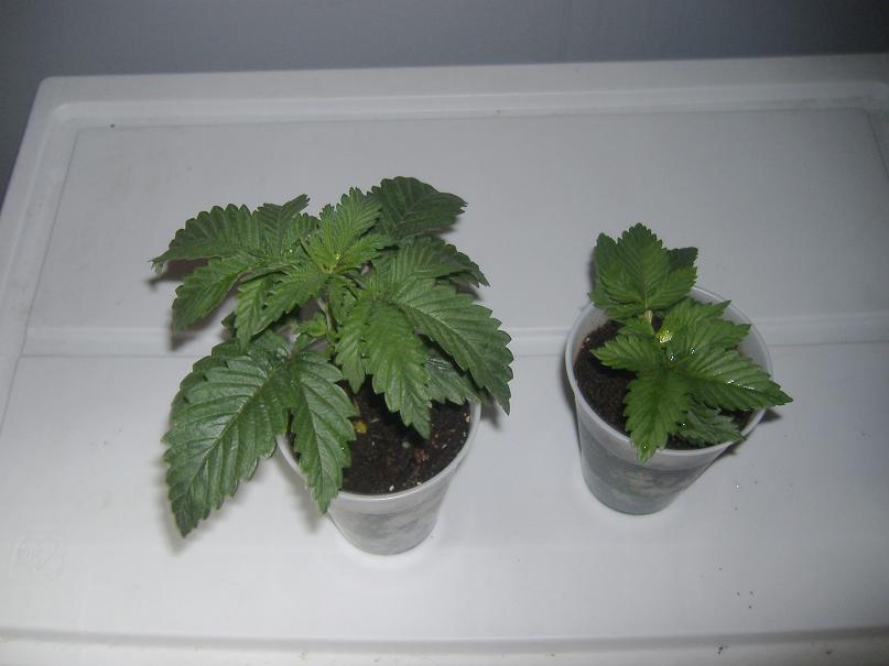 Here you can see the homegrown haze(left) compared to Nirvana's haze(right).