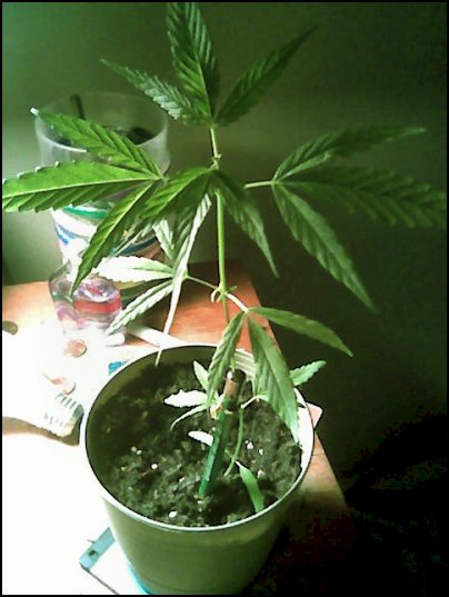 this is my plant in early april, very small and weak. grown next to a window, it gets poor sunlight. just toped it.