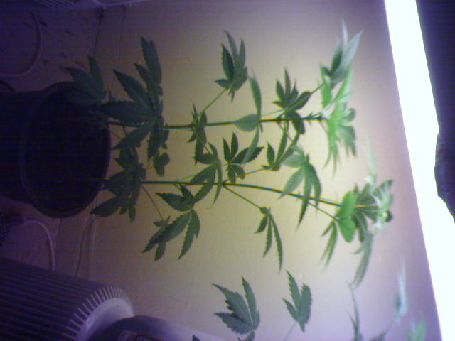 my plants in my closet