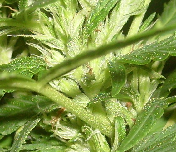 close up bud shot