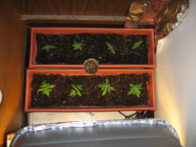 Top view of all the plants.  Little guy still in the middle.