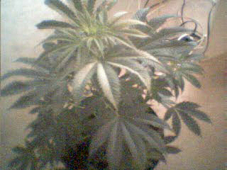 gettin better 15 day flowering