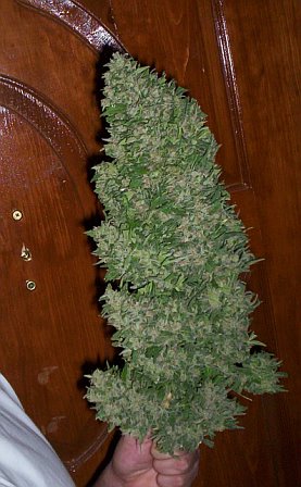 heres a better shot of that huge cola, dry weight was 11 ounces 