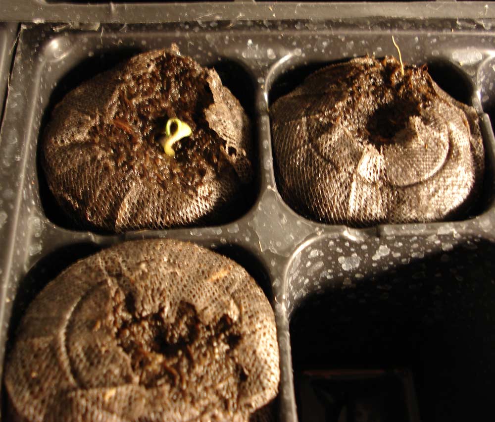 3 new seeds germd and have been planted in peat pucks.
