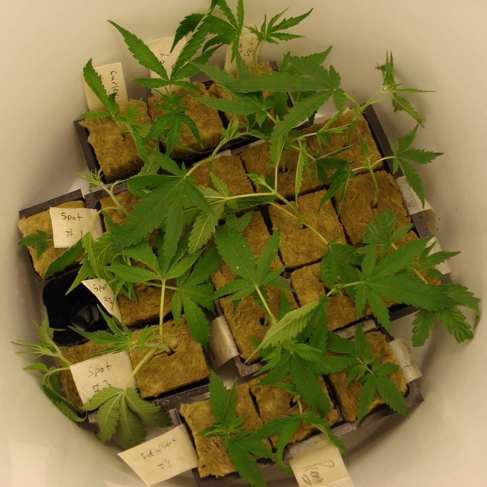 Approx 19 clones were taken, 9 from the main plant 