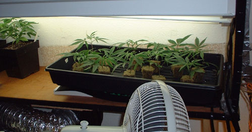 Clones in tray sitting on top of a heating pad to speed rooting.