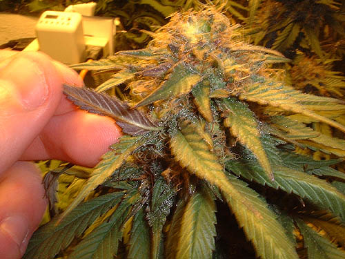 This unknown strain is turning purple. It appears to be more than just a nutrient difficiency. Yummy.
