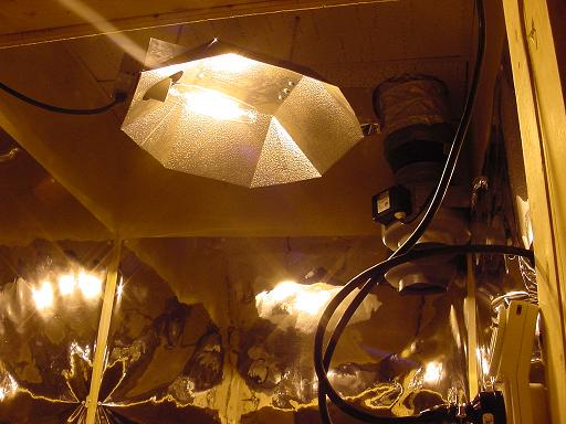 Photo shows the upper part of the flowering chamber including the 400W HPS, and Elicent exhaust fan.