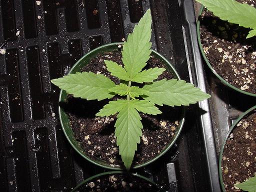 Peak Northern Berry seedling at 11 days.