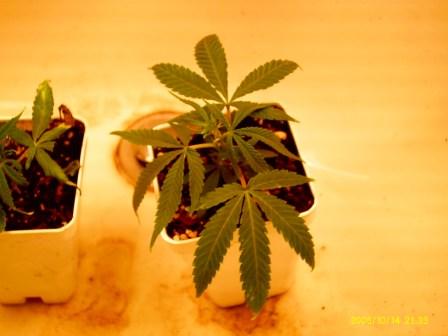 One of the clones taken from the mother a week before the pic was taken