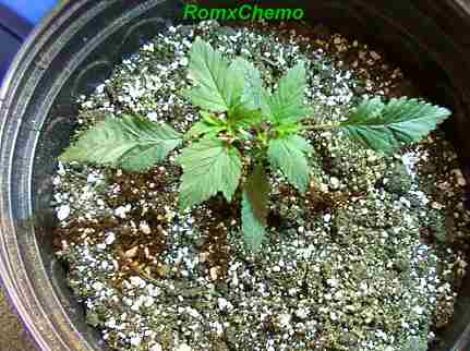 RomxChemo.....check out the leaves,look like maple leaves!