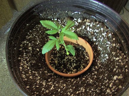 Now it's time to transplant.
Take your container that your plant is in and press it in your new container to make a depression to put the plant in