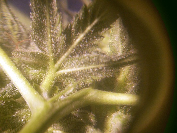Couldn't believe it has trichomes growing out of the stems
