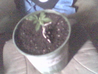this is my first started 10 days ago its growing pretty quick so i decided to prune it