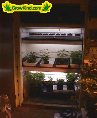 The clones and mothers share a closet immediatly off the main grow room. This allows them to utilize some of the light from the 1000's during the light cycle.