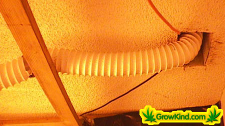 The air from the grow room is passed through the ceiling into another room where a negative ion generator cleans the odors before the air is finally vented outside.