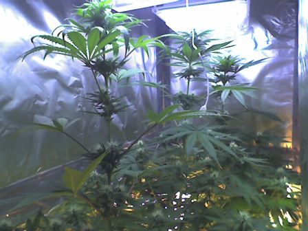 This is my favorite shot.  You can see all 3 plants and the top buds that are forming...