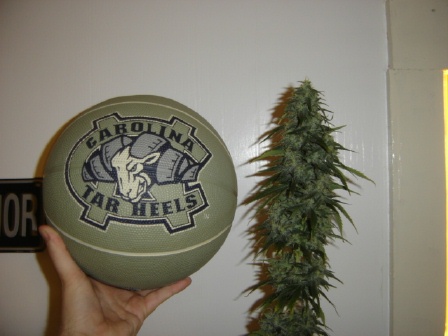 Don't ask me why I have a green Tarheels ball. 