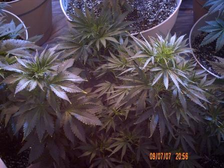 3 males-ak47,nycd & purple rhino powered...keeping 'em long enough to extract pollen. Trasplanted 'em into 1 pot.