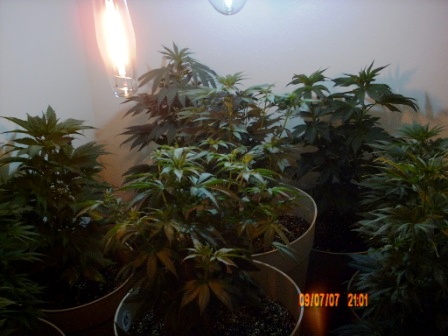 They are in 1st week of bloom. 2 NYCD in center. 2 Purple Rhinoz Left.  2 Kush in background. 2 PurePowerPlants on Right Side. They grow much faster with this 800w setup than my previous 400w garden.