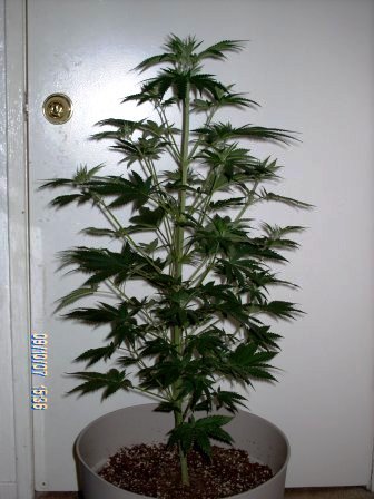 1 week in transition. Stretch the most and the most Sativa dominant outta the 3 purple rhinos.