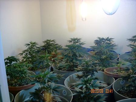 With the 400w HPS and 400w MH in view!  Very Nice Shot! ***Update: I added another desktop fan; so now I have an 