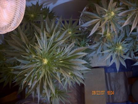 Purple Rhino on left.  NYCD on right. 
3 weeks of 12/12.