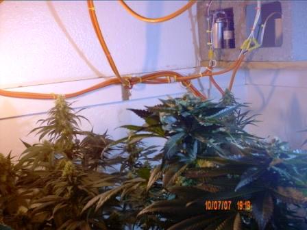 NYCD#1 on left; pruned kush#2 on right.  NYCD#1 smells more musky than fruity. No sweet smell; more like tangy grapefruit.