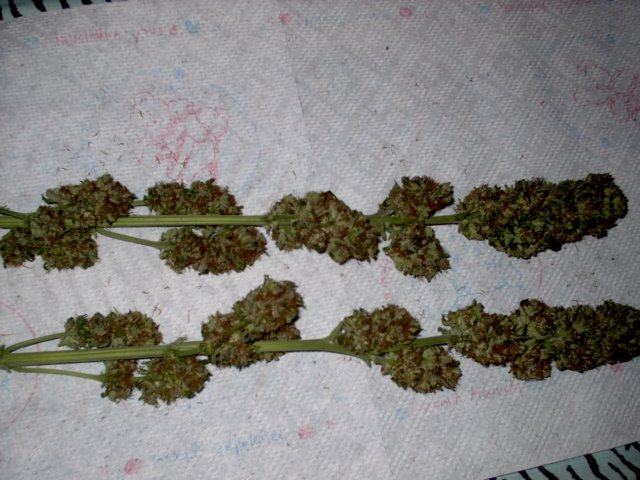 Drying a few days. pruned kush II closer look. Very nice. Smoke Report: very strong high without the Couch lock!