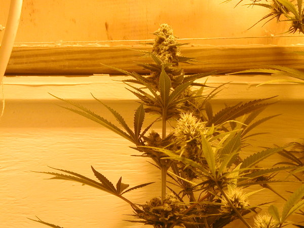 6 weeks flower