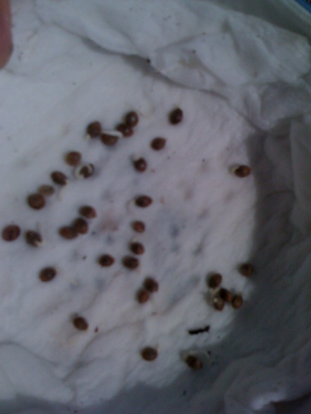 Germinating seeds