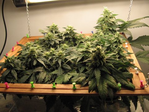 This harvest, mainly for seed, was still over 1 oz.... eveyr 8 wks this is amazing