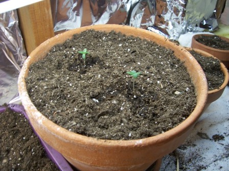 this is about four days after i planted it these are the only two plants that have sprouted
