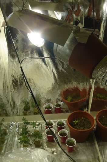 Got s hydro setup goin now for all 6 seeds and 2 clones (that tragicly didnt make it for different reasons)