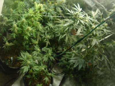 4 weeks flowering budshot