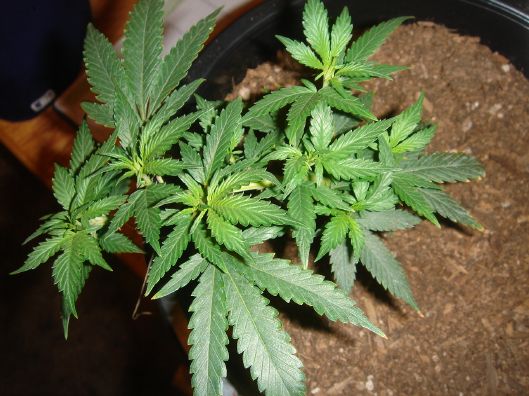Got a lot of tops coming in. Its lookin promising
